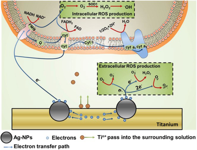 Nanoparticle Toxicity in Biomedicine: Reactive Oxygen Species Impact