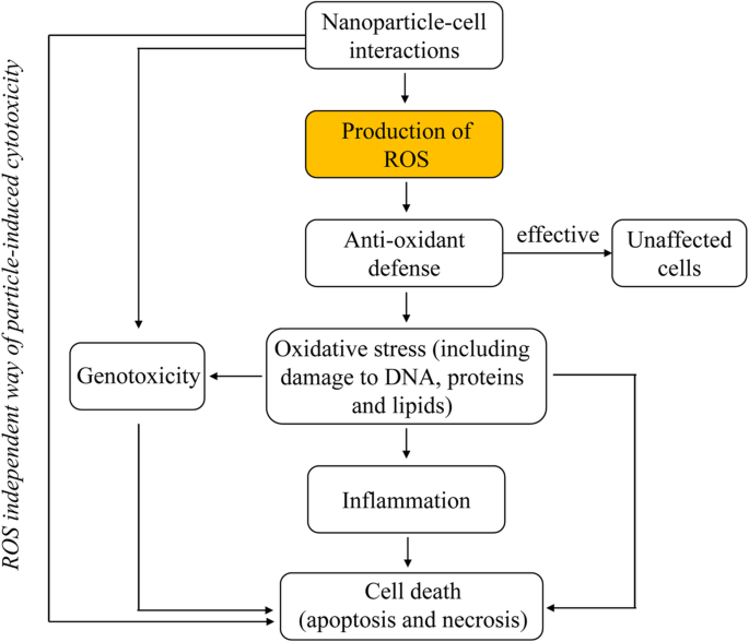 Nanoparticle Toxicity in Biomedicine: Reactive Oxygen Species Impact