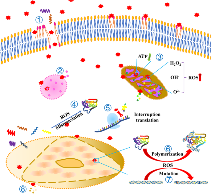 Nanoparticle Toxicity in Biomedicine: Reactive Oxygen Species Impact