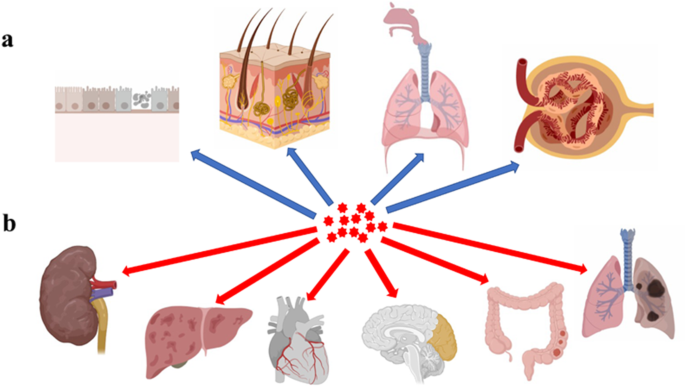 Nanoparticle Toxicity in Biomedicine: Reactive Oxygen Species Impact