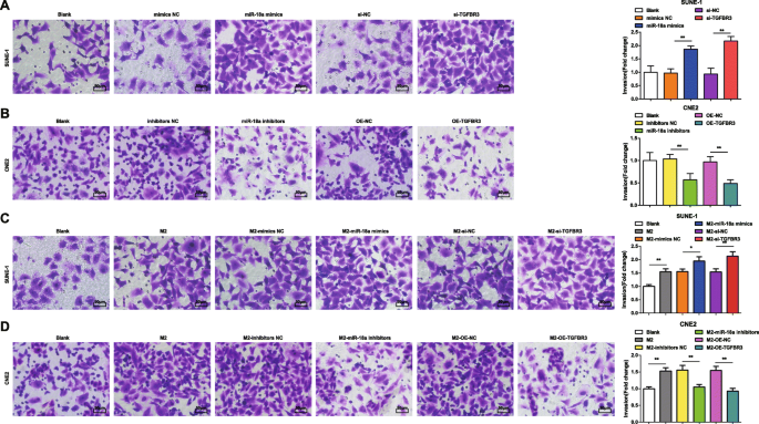 MicroRNA‑18a from M2 Macrophages Drives Nasopharyngeal Carcinoma Progression by Targeting TGFBR3 in the TGF‑β Pathway