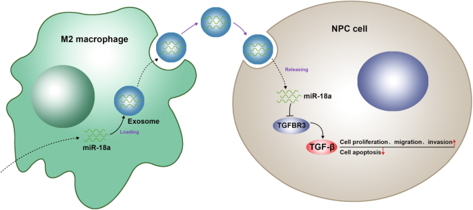 MicroRNA‑18a from M2 Macrophages Drives Nasopharyngeal Carcinoma Progression by Targeting TGFBR3 in the TGF‑β Pathway