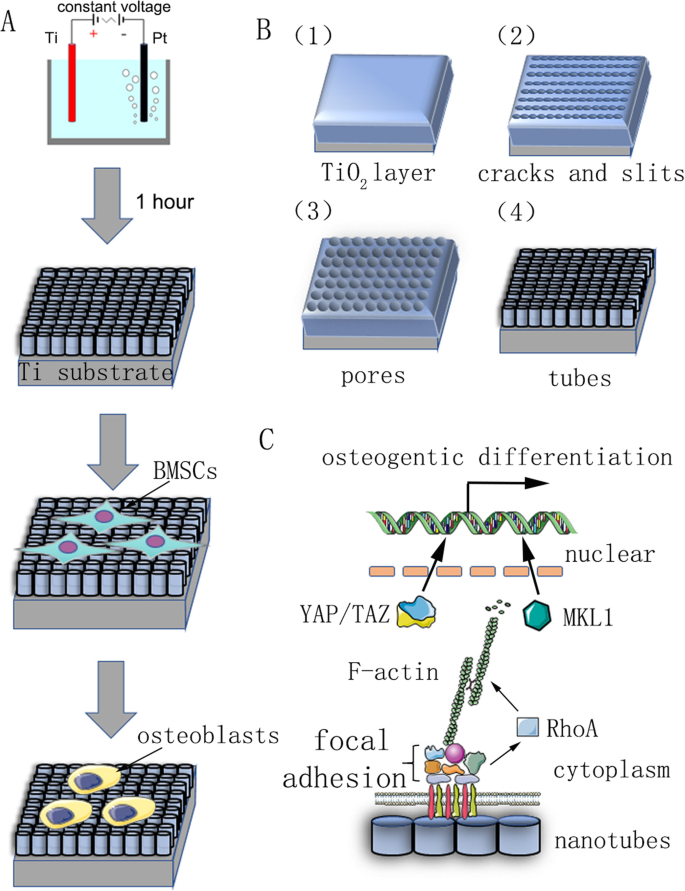 F‑Actin Mediates Osteogenic Differentiation of Mesenchymal Stem Cells on TiO2 Nanotubes via MKL1 and YAP/TAZ