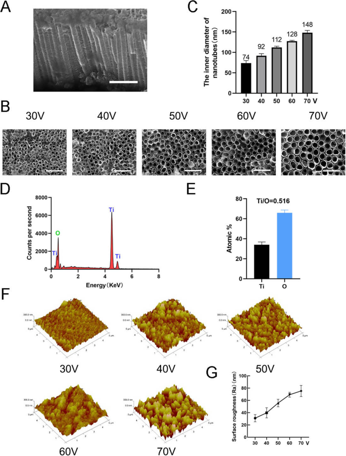 F‑Actin Mediates Osteogenic Differentiation of Mesenchymal Stem Cells on TiO2 Nanotubes via MKL1 and YAP/TAZ
