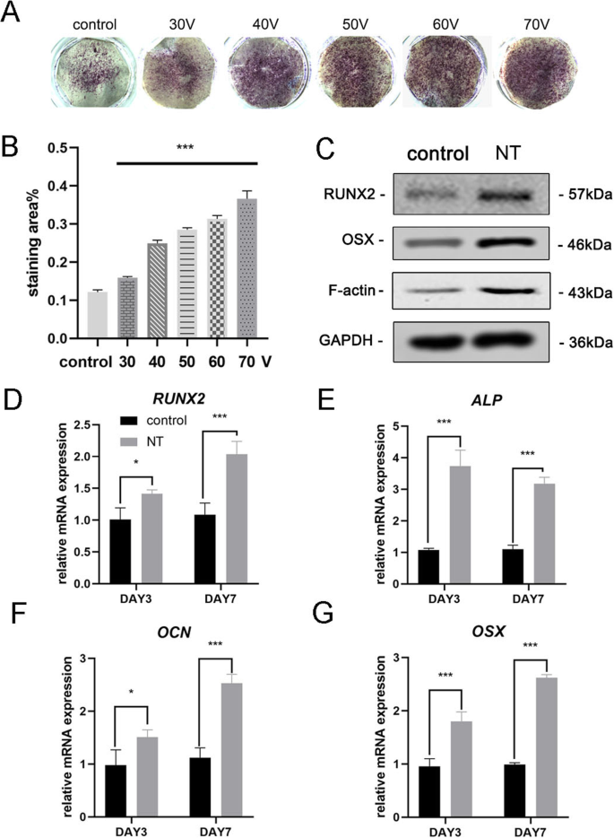 F‑Actin Mediates Osteogenic Differentiation of Mesenchymal Stem Cells on TiO2 Nanotubes via MKL1 and YAP/TAZ