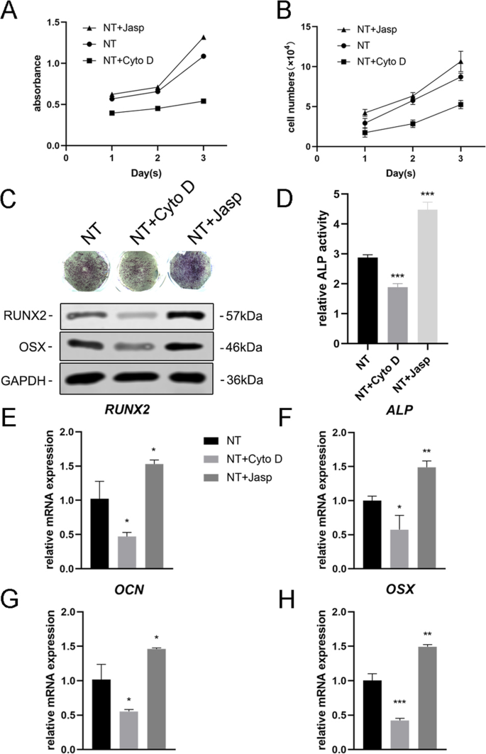 F‑Actin Mediates Osteogenic Differentiation of Mesenchymal Stem Cells on TiO2 Nanotubes via MKL1 and YAP/TAZ