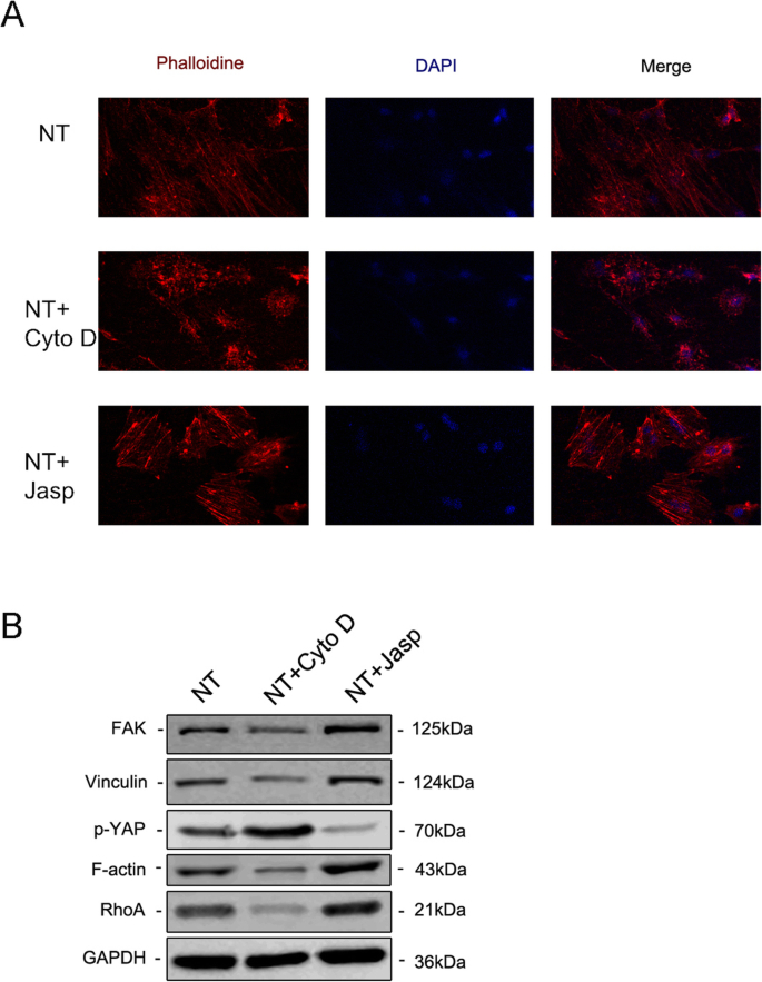 F‑Actin Mediates Osteogenic Differentiation of Mesenchymal Stem Cells on TiO2 Nanotubes via MKL1 and YAP/TAZ
