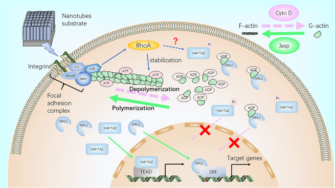 F‑Actin Mediates Osteogenic Differentiation of Mesenchymal Stem Cells on TiO2 Nanotubes via MKL1 and YAP/TAZ