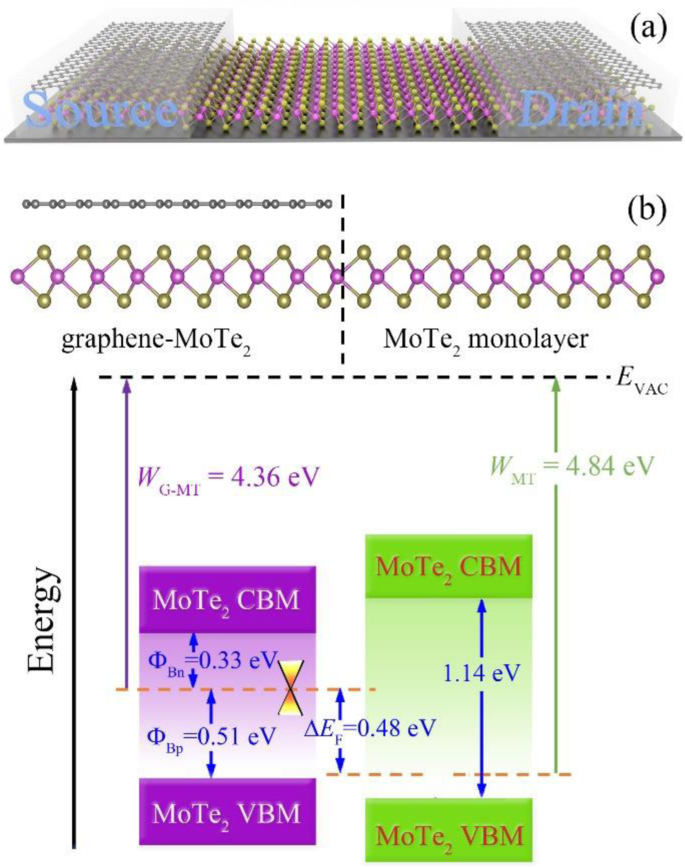 Tuning Schottky Barriers and Contact Types in Graphene–MoTe₂ van der Waals Heterostructures via Strain and Electric Fields