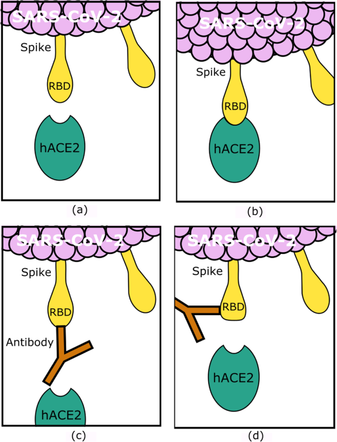 Nano-Clays: A Promising Nano-Immune Defense Against COVID-19