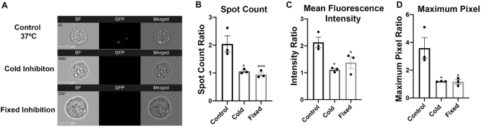 Optimizing Imaging Flow Cytometry to Quantify HEK293T Extracellular Vesicle Uptake Kinetics and Specificity