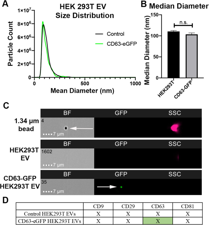 Optimizing Imaging Flow Cytometry to Quantify HEK293T Extracellular Vesicle Uptake Kinetics and Specificity