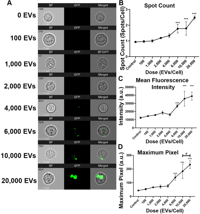 Optimizing Imaging Flow Cytometry to Quantify HEK293T Extracellular Vesicle Uptake Kinetics and Specificity