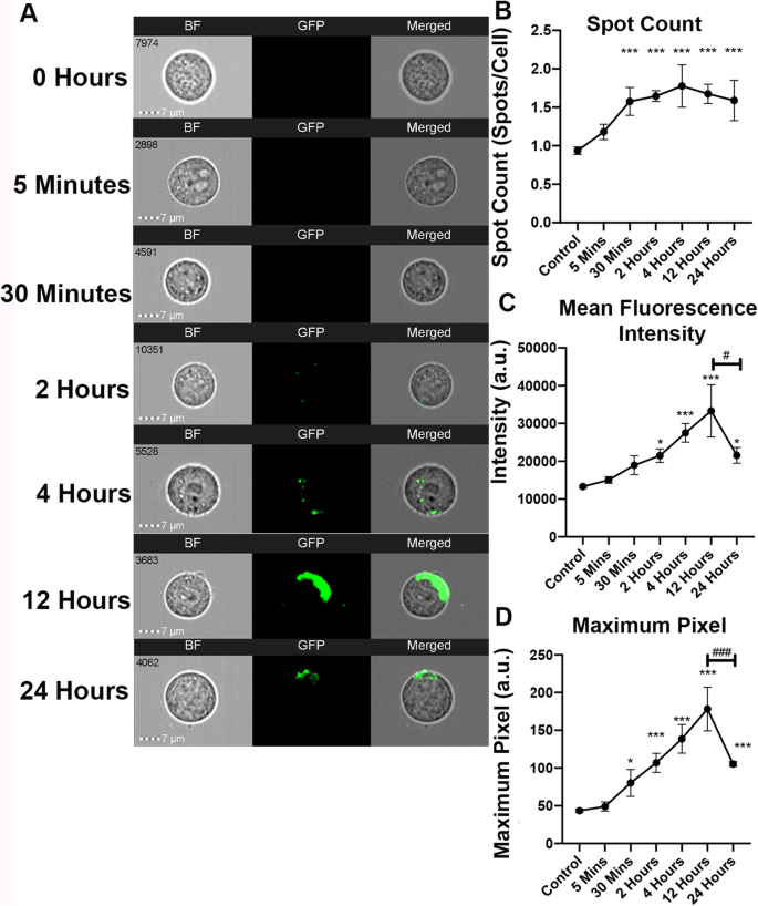 Optimizing Imaging Flow Cytometry to Quantify HEK293T Extracellular Vesicle Uptake Kinetics and Specificity