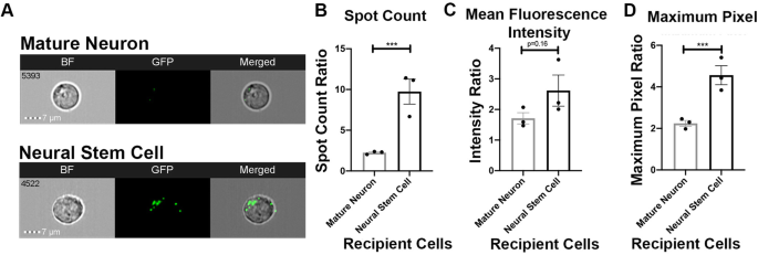 Optimizing Imaging Flow Cytometry to Quantify HEK293T Extracellular Vesicle Uptake Kinetics and Specificity
