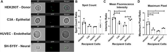 Optimizing Imaging Flow Cytometry to Quantify HEK293T Extracellular Vesicle Uptake Kinetics and Specificity