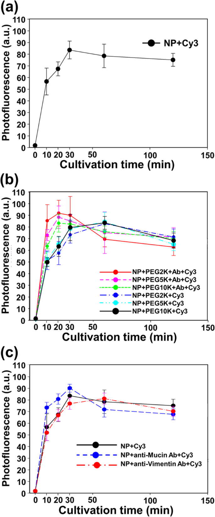 Optimizing Fe3O4‑Au Core‑Shell Nanoparticle Uptake for Targeted Endocytosis in Colorectal Cancer Cells