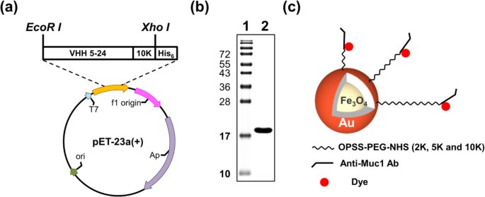 Optimizing Fe3O4‑Au Core‑Shell Nanoparticle Uptake for Targeted Endocytosis in Colorectal Cancer Cells