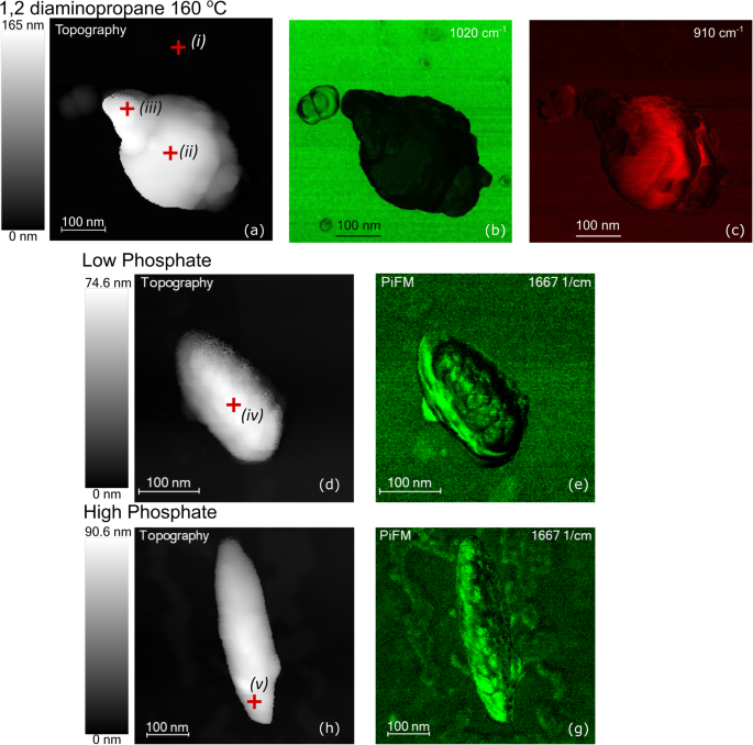 How Growth Directors Shape Hematite Nanorods: A Hydrothermal Synthesis Study