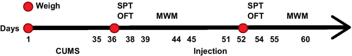 HDAC1 Regulates miR‑124‑5p and NPY to Modulate Learning and Memory in Depressive Rat Models