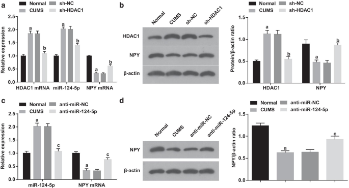 HDAC1 Regulates miR‑124‑5p and NPY to Modulate Learning and Memory in Depressive Rat Models