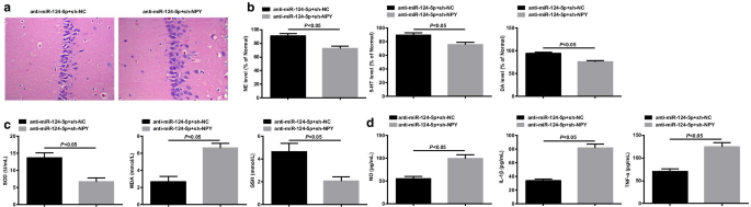 HDAC1 Regulates miR‑124‑5p and NPY to Modulate Learning and Memory in Depressive Rat Models