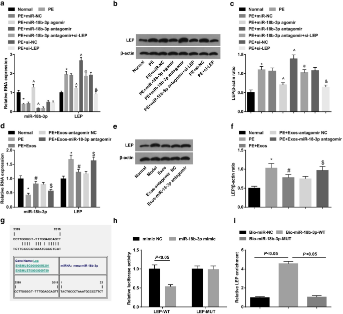 Exosomal miR‑18b‑3p from Human Umbilical Cord MSCs Lowers Preeclampsia Risk by Targeting Leptin