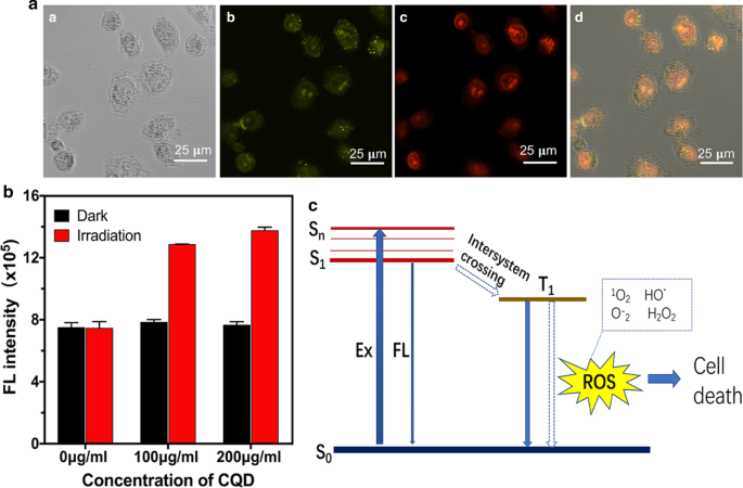 Eco-Friendly Microplasma Synthesis of Yellow-Emitting Carbon Quantum Dots for Cancer Cell Imaging and Photocatalytic Inactivation