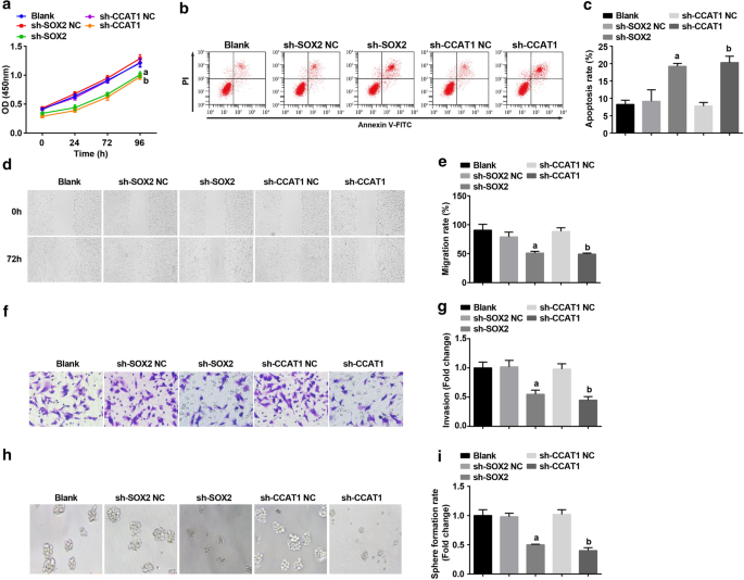 SOX2 Modulates the CCAT1/miR‑185‑3p/FOXP3 Pathway to Control Proliferation and Self‑Renewal of Cervical Cancer Stem Cells