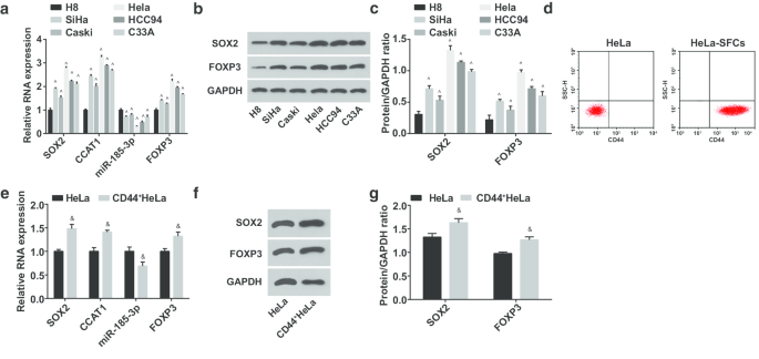 SOX2 Modulates the CCAT1/miR‑185‑3p/FOXP3 Pathway to Control Proliferation and Self‑Renewal of Cervical Cancer Stem Cells