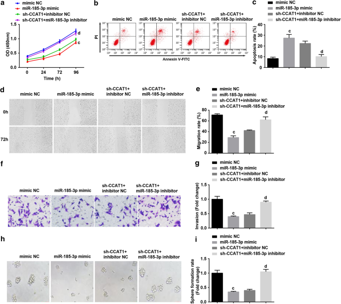 SOX2 Modulates the CCAT1/miR‑185‑3p/FOXP3 Pathway to Control Proliferation and Self‑Renewal of Cervical Cancer Stem Cells