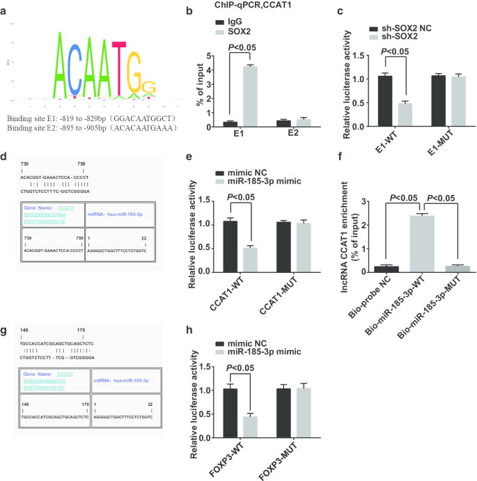 SOX2 Modulates the CCAT1/miR‑185‑3p/FOXP3 Pathway to Control Proliferation and Self‑Renewal of Cervical Cancer Stem Cells