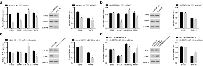 SOX2 Modulates the CCAT1/miR‑185‑3p/FOXP3 Pathway to Control Proliferation and Self‑Renewal of Cervical Cancer Stem Cells