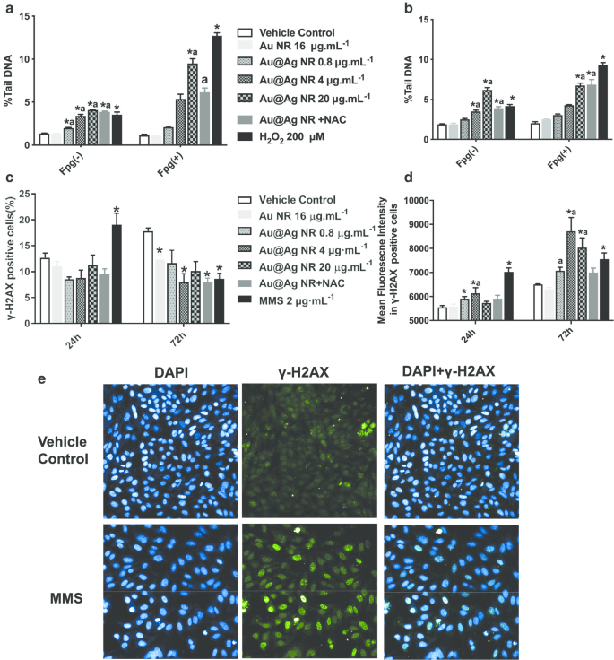 Investigating ROS and Cell Cycle Arrest in the Genotoxic Effects of Gold Nanorod Core/Silver Shell Nanostructures