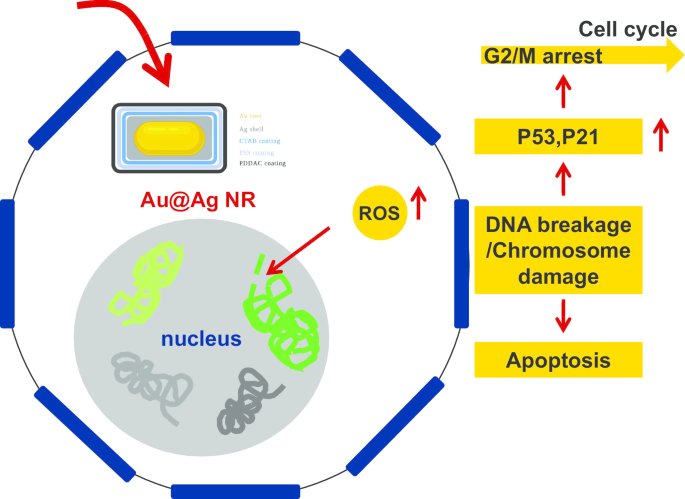 Investigating ROS and Cell Cycle Arrest in the Genotoxic Effects of Gold Nanorod Core/Silver Shell Nanostructures