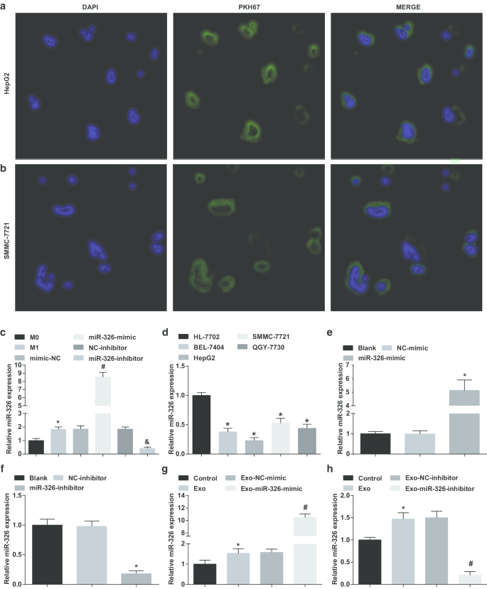 Exosomal miR‑326 from M1 Macrophages Suppresses Hepatocellular Carcinoma Progression by Modulating NF‑κB Signaling