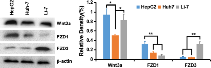 hGC33-Targeted Sorafenib Nanoparticles Synergistically Inhibit Hepatoma via Wnt Pathway Suppression