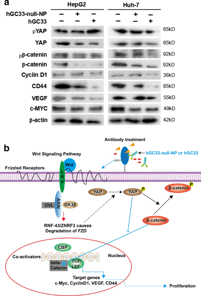 hGC33-Targeted Sorafenib Nanoparticles Synergistically Inhibit Hepatoma via Wnt Pathway Suppression