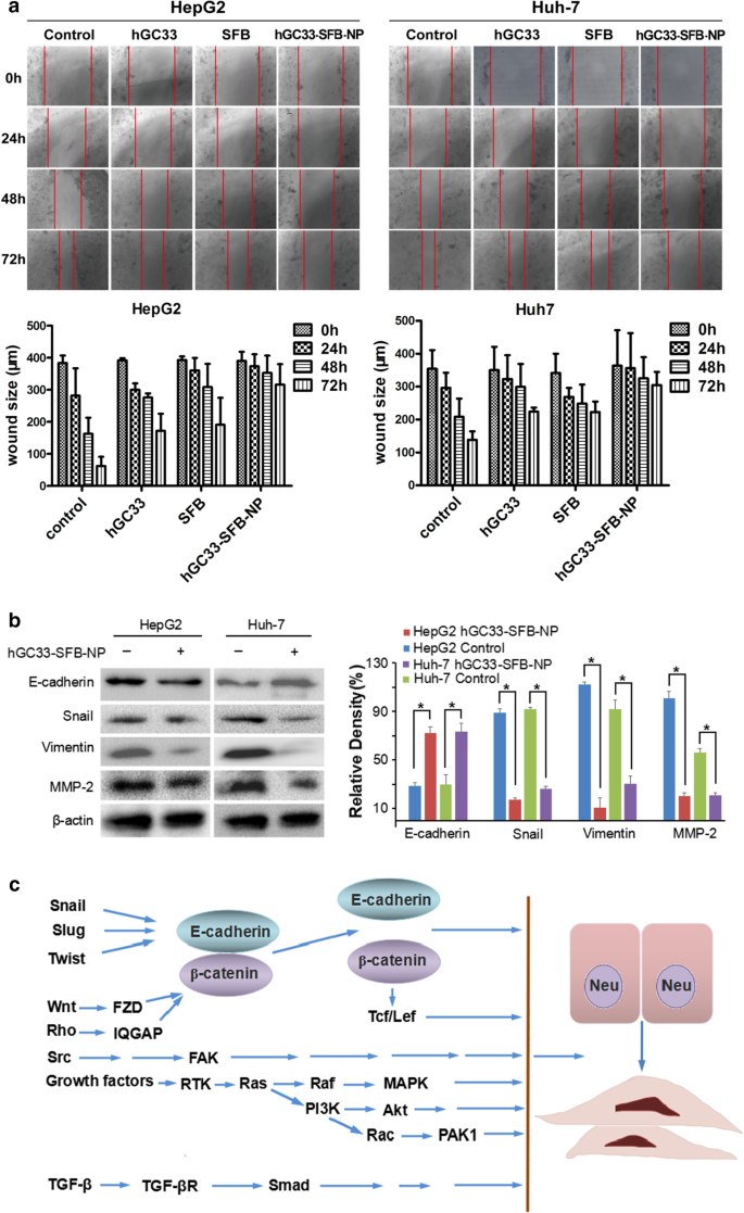 hGC33-Targeted Sorafenib Nanoparticles Synergistically Inhibit Hepatoma via Wnt Pathway Suppression