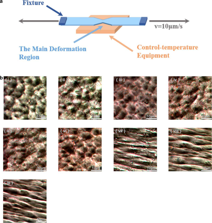 Optimizing β-Phase PVDF Films and Nanofibers for Superior Electroactive Performance