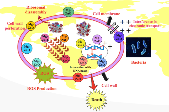 Enhanced Photocatalytic and Antimicrobial Performance of Mg-Doped ZnO Nanorods: Structural Characterization and Molecular Docking Insights