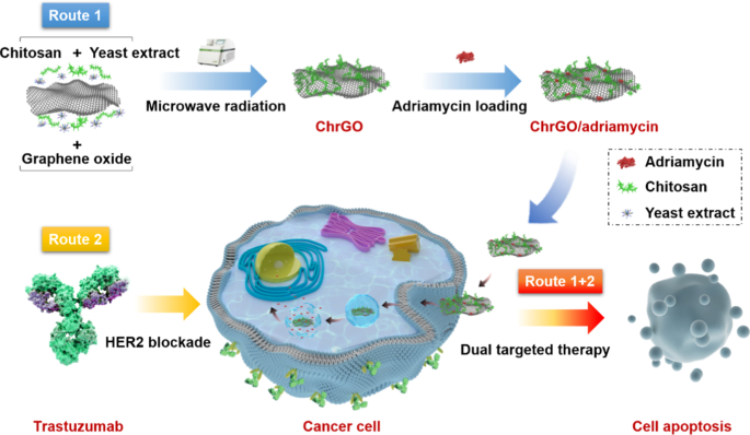 Microwave‑Reduced, Chitosan‑Coated Graphene Oxide for Targeted Adriamycin Delivery and Enhanced Breast Cancer Therapy