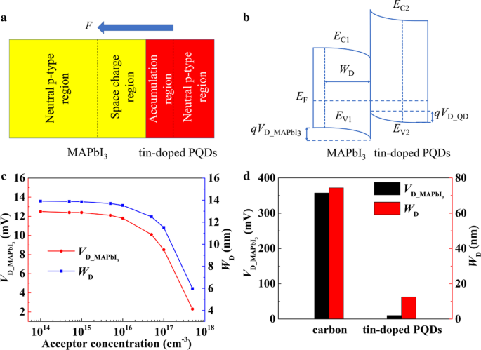 Boosting Carbon-Based Perovskite Solar Cells: Tin-Doped Quantum Dot Interfacial Layer Enhances Photovoltaic Efficiency