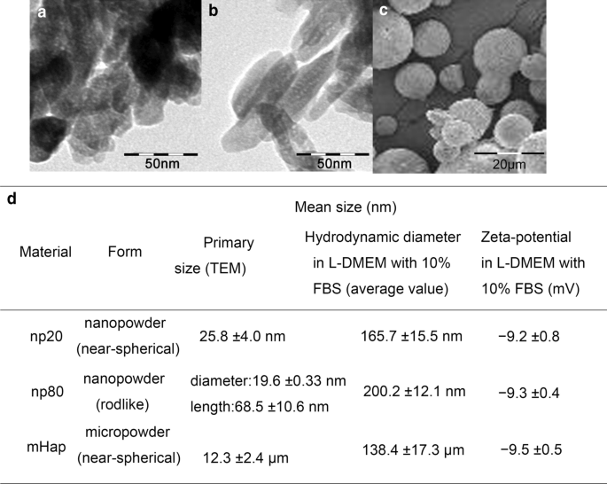 Hydroxyapatite Nanoparticles Enhance MSC Osteogenesis via Endothelial Cell Interaction