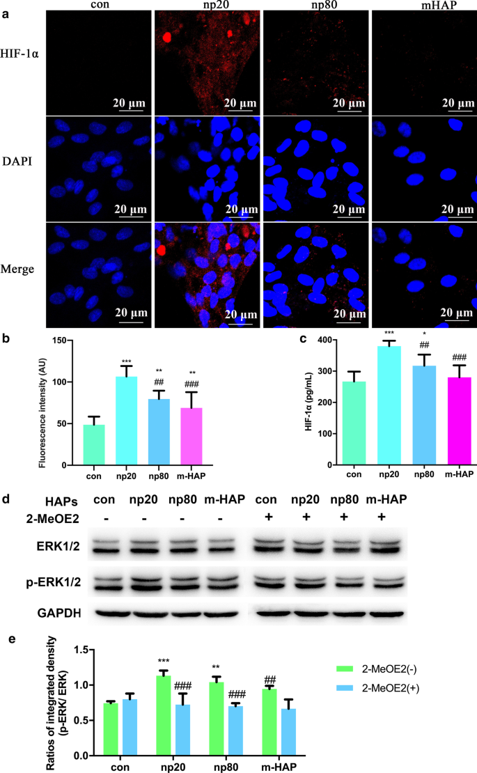 Hydroxyapatite Nanoparticles Enhance MSC Osteogenesis via Endothelial Cell Interaction