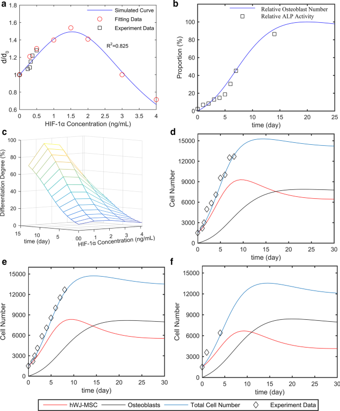 Hydroxyapatite Nanoparticles Enhance MSC Osteogenesis via Endothelial Cell Interaction