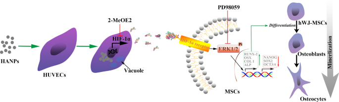 Hydroxyapatite Nanoparticles Enhance MSC Osteogenesis via Endothelial Cell Interaction