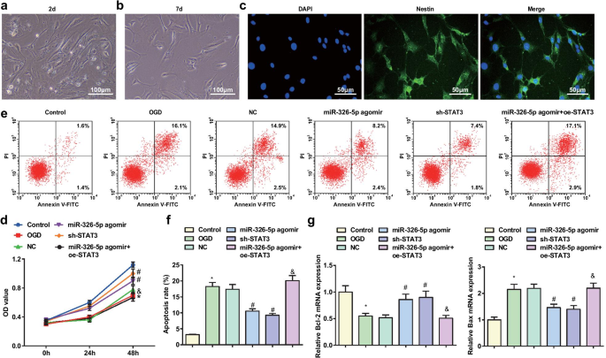 MicroRNA‑326‑5p Protects Neurons in Stroke: Suppressing STAT3 Reduces Apoptosis and Mitochondrial Damage
