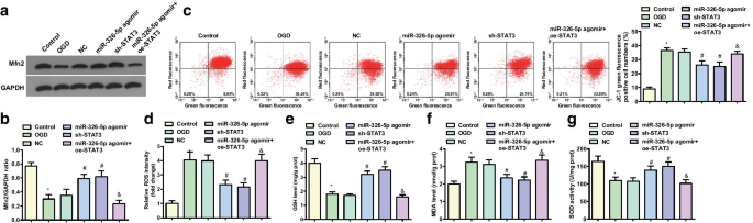 MicroRNA‑326‑5p Protects Neurons in Stroke: Suppressing STAT3 Reduces Apoptosis and Mitochondrial Damage