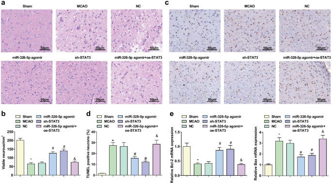 MicroRNA‑326‑5p Protects Neurons in Stroke: Suppressing STAT3 Reduces Apoptosis and Mitochondrial Damage